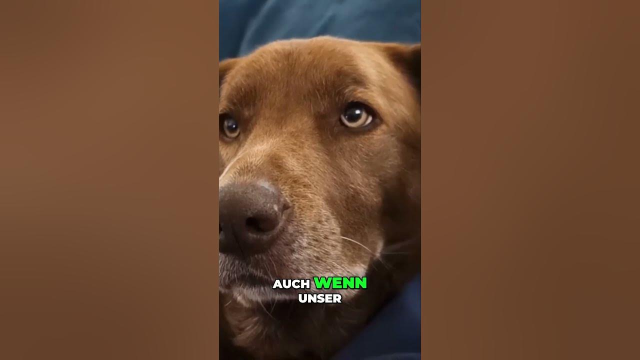 Warum Drehen Hunde Sich Im Kreis Bevor Sie Sich Hinlegen