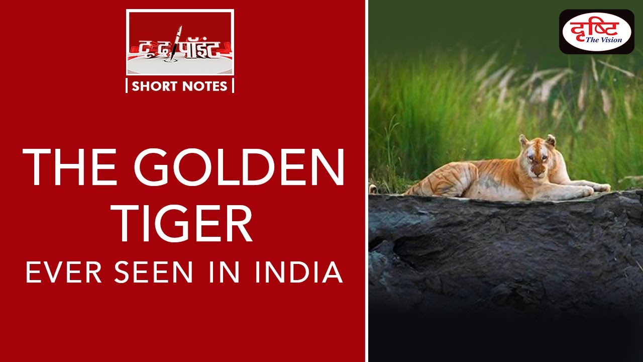 THE GOLDEN TIGER EVER SEEN IN INDIA To The Point YouTube