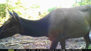 Young Elk And Close-Up Of Cow Elk