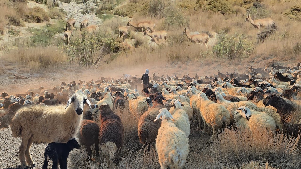 Кочевая жизнь в горах | Жизнь среди диких овец
