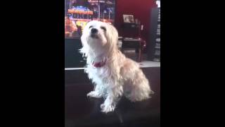 Dog Loves Blues Clues Sound