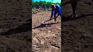 agriculture cassava harvesting shortvideo farming shorts