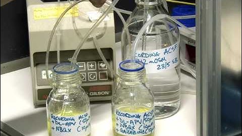 Whole cell patch clamp recordings from morphologically - Digitimer DS2A