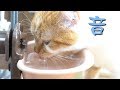 【水を飲む音をお楽しみください】猫のミー リッチェル ウォーターディッシュ Mとウォータースタンド使用。子猫の立ち耳スコティッシュフォールド