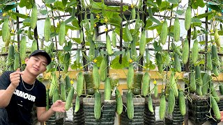 Secret Growing HighYield Cucumbers: Continuous Harvesting And YearRound Planting!