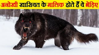 These wolves have unique characteristics. Most Interesting Facts about Wolves