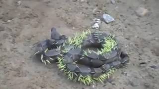 Celebrity 😄Python eats Porcupine and immediately regrets it😄 Wealth