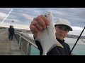 Yellowtail Snapper LOL, baby Crevalle jack.  Pompano, Whiting Fishing Only on Navarre Beach Fishing