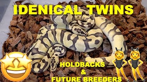 Ball Python Collection Holdback Rack Part 1