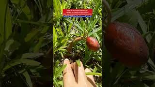 DISCOVERY OF A VERY UNIQUE MYSTICAL PLANT #viralnews #viral #entertainment #parody #drama #comedy...