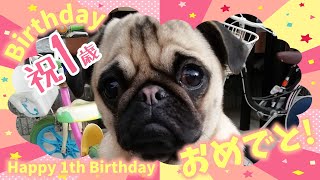 【祝1歳の誕生日】犬用ケーキでお祝いしたらまさかの事態に！Happy Birthday【パグ犬よもぎ】