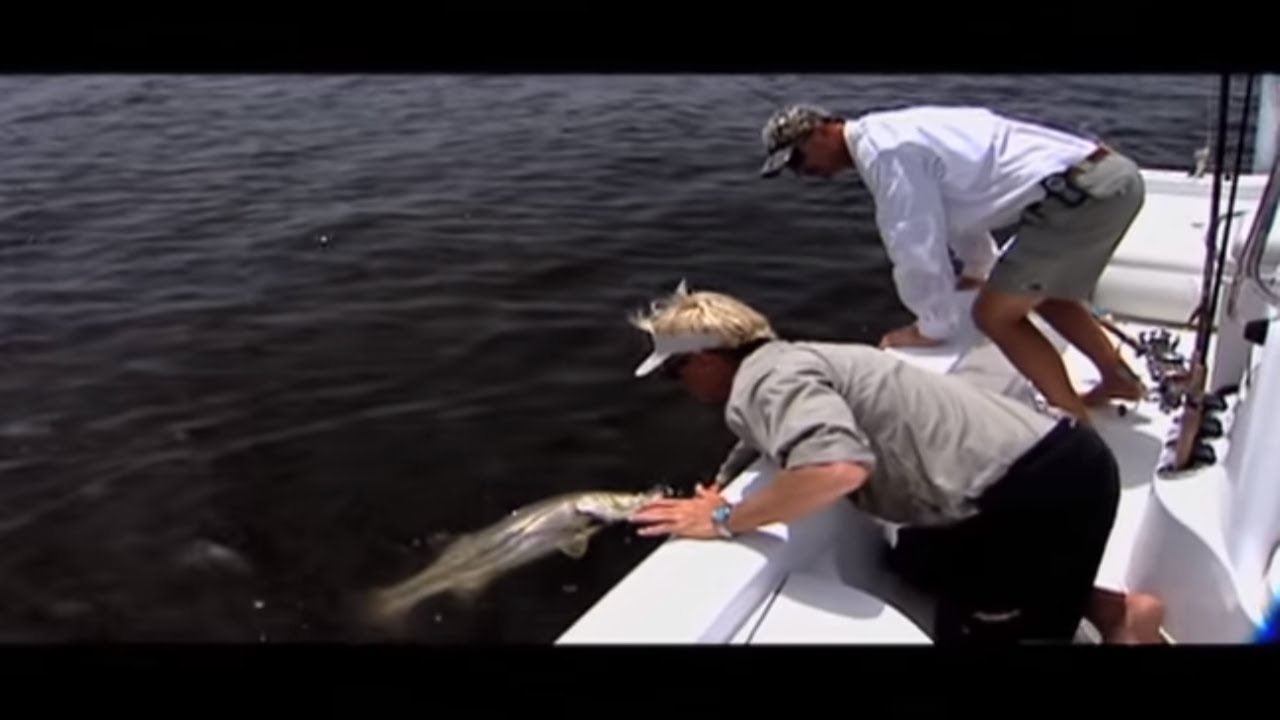 Catching Snook under the Roosevelt Bridge in Stuart Florida