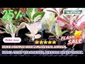 KEMBALI HADIR DENGAN STOK AGLAONEMA MUTASI. HARGA TETAP TERJANGKAU, PERFORM MAKIN CANTIK. Eps 1747