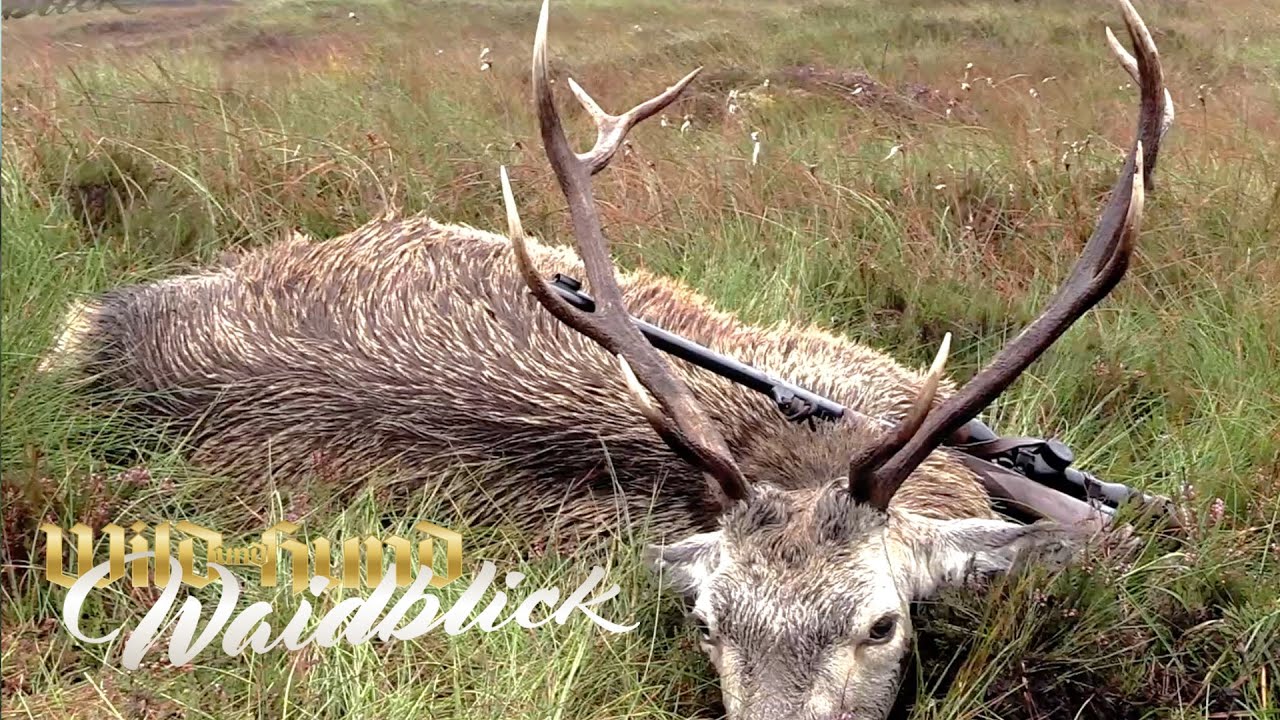 In den Highlands - Auf Hirsch im Blair Atholl Estate - PareyGo Classics