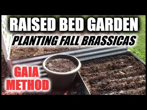 Video: ¿Qué es el repollo Kaitlin? Cómo cultivar un repollo Kaitlin en el jardín