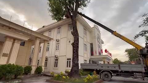 Cắt tỉa cây xà cừ