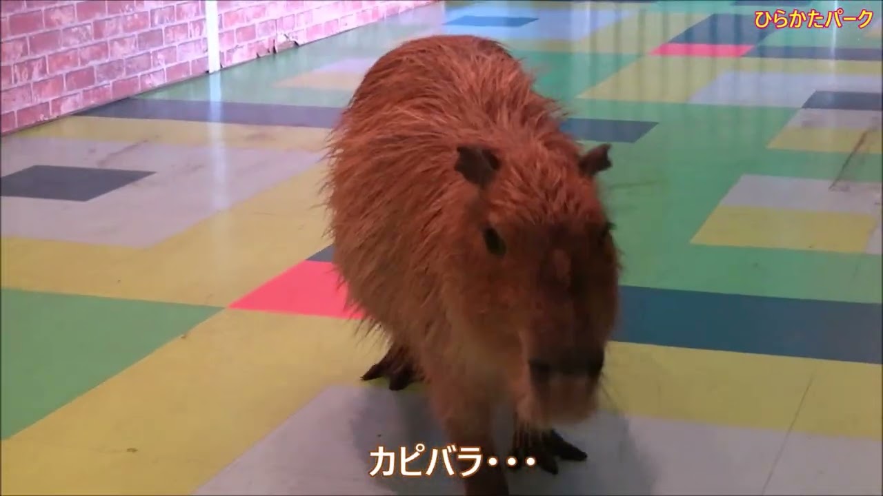 カピバラ （ひらかたパーク篇）再会ほし君やりたい放題！