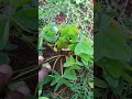 Edible weeds:Oxalis #cbckenya #oxalis #agriculture
