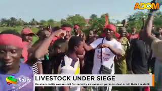 Berekum Cattle Owners Call For Security As Unknown Persons Steal Or Kill Their Livestock
