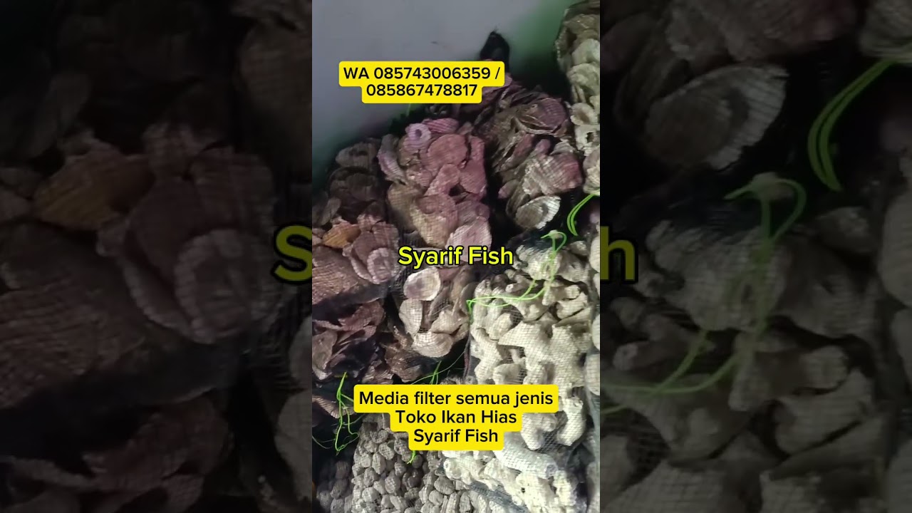 Media filter ikan hias. Tersedia di Toko Ikan Hias Syarif Fish. 