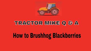 How to Brush Hog Blackberries (kick in the PTO, open up the throttle and DRIVE!)