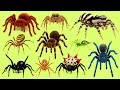 Learn 25 Spider Names in Russian 🕷️ | Названия пауков на русском с озвучкой