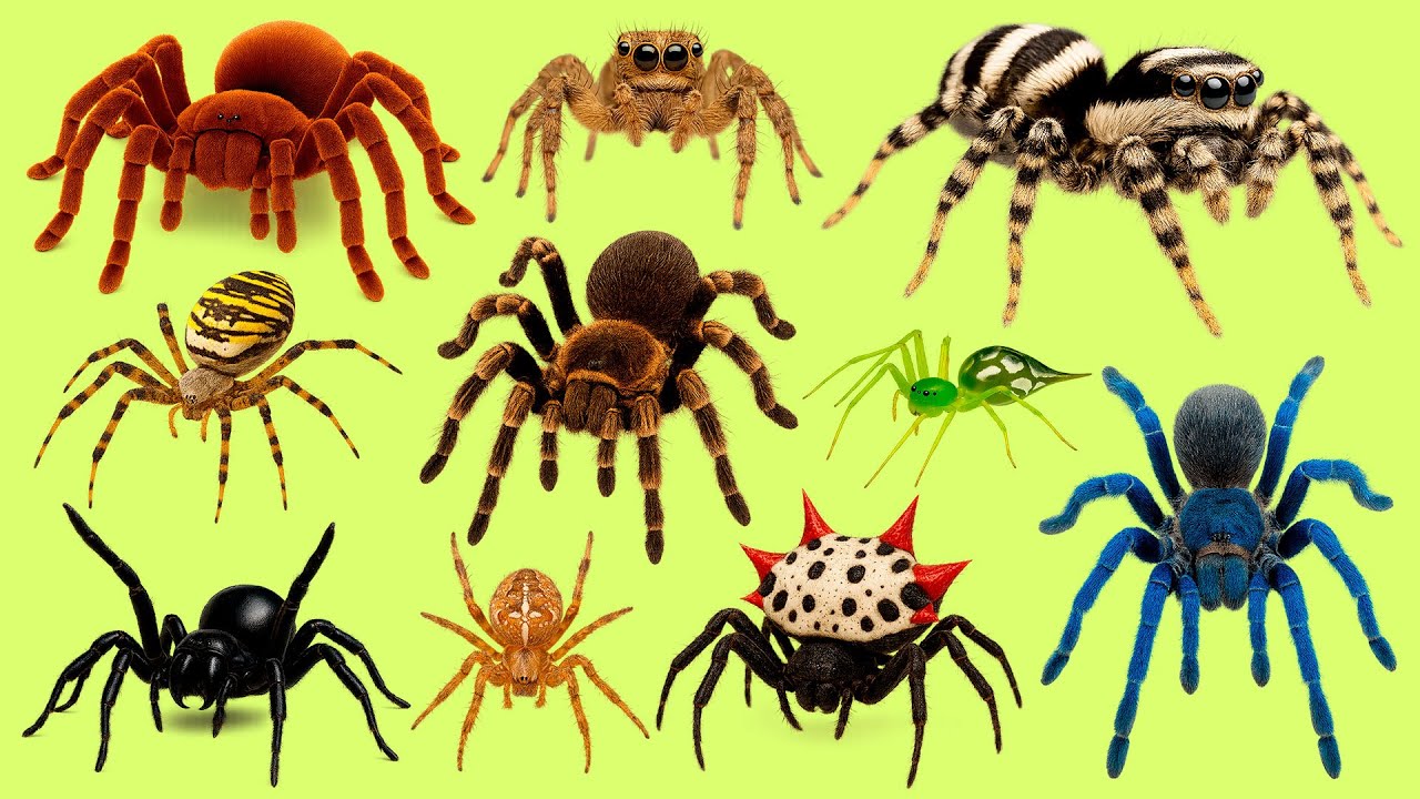 Learn 25 Spider Names in Russian 🕷️ | Названия пауков на русском с озвучкой