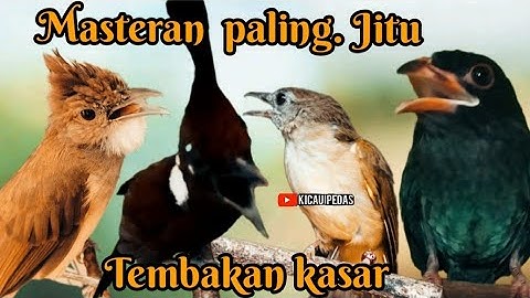 MASTERAN PALING JITU TEMBAKAN  KASAR  TAJAM cililin , cucak jenggot , kapas tembak ,Tengkek Buto