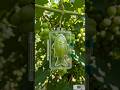 ​Growing Fish-Shaped Grapes! 🍇🐟#shorts #timelapse #fruitmold #usa #satisfying #garden#transformation