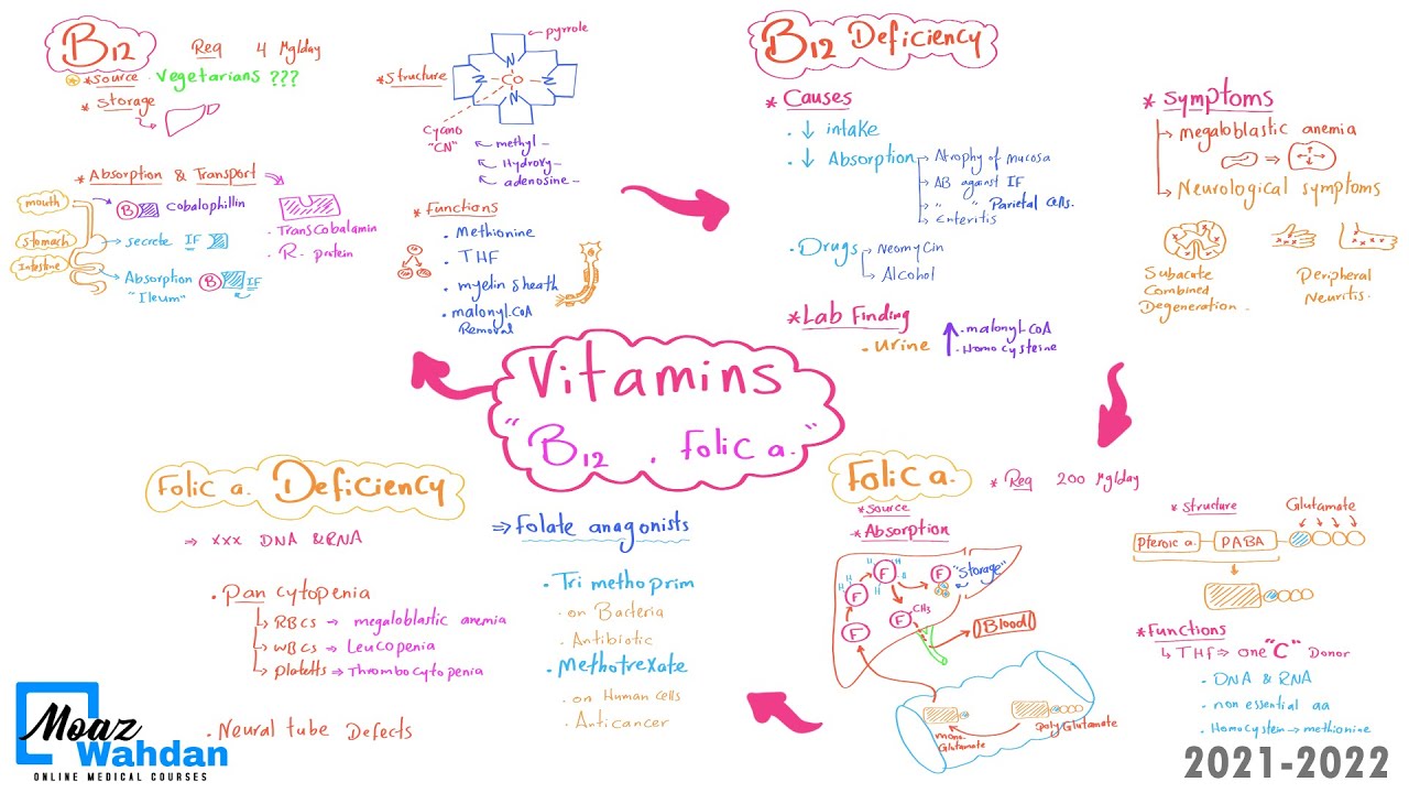 07 Vitamin B9 (Folic a.) metabolism - Moaz Wahdan