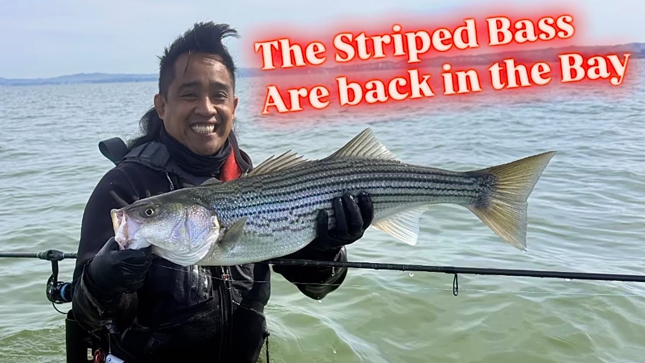 EPIC Non stop Striped Bass Action