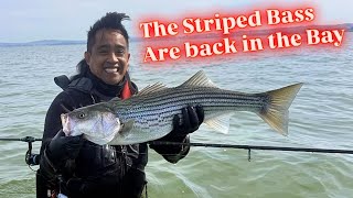 EPIC Non stop Striped Bass Action