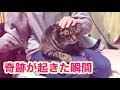 奇跡！抱っこ嫌いな猫克服？！自ら膝の上に乗ってきた【唐草猫ムタさん】