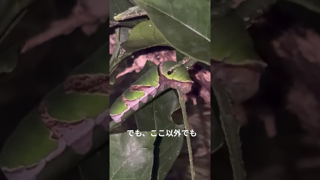 【戦慄】のんびり葉を食べる幼虫のすぐ側に“ヤバい視線”を感じた瞬間
