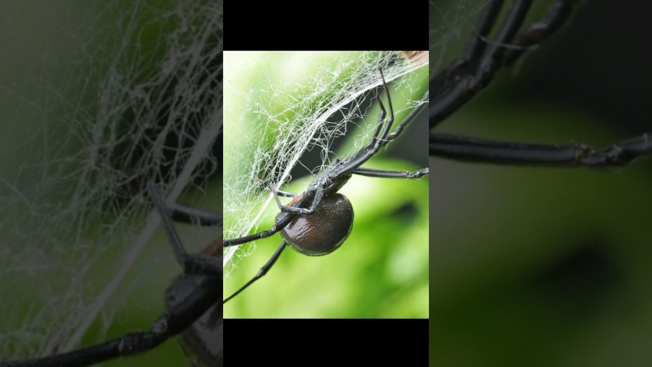 fakta laba laba black widow