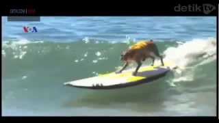 Detikcom  Detikcom News  Lucu Ada Kompetisi Anjing Berselancardetikcom News