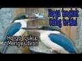 update harga burung tengkek udang terbaru