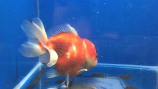 Sakura Ingot Oranda For Sales
