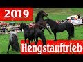 Noriker Hengstauftrieb 2019  - Kirchberg in Tirol/Aschau