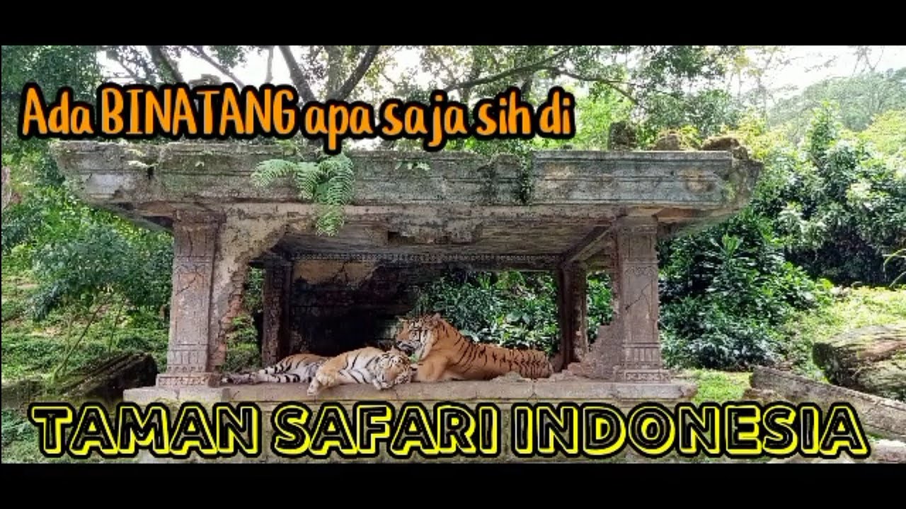 Binatang apa saja sih yang ada di Taman Safari Indonesia Cisarua Bogor ...