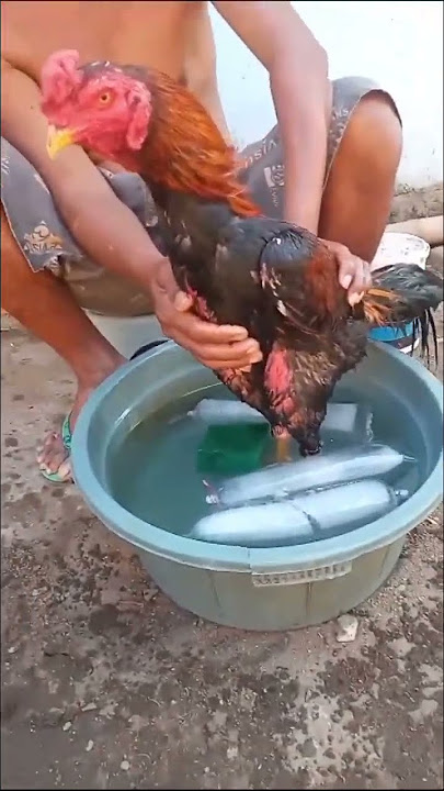 Cara menguatkan kaki ayam dan mencegah Tedun atau bercak merah. #kakiayam #ayamjawara #ayampakoy