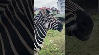 Батуми сейчас 13.11.2023 Batumi today #reels #video #city #newvideo #animals #zebra #antilope