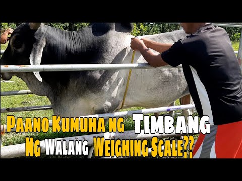 Video: Paano Malalaman Ang Bigat Ng Isang Toro