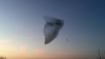 Spreeuwen boven Alphen aan den Rijn. Starling swarm.