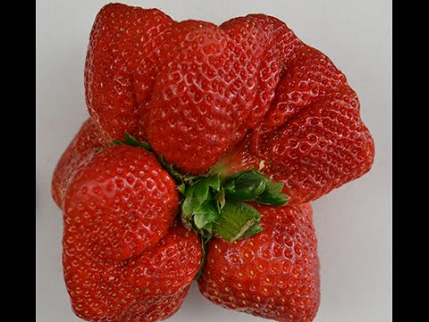 Guinness World Records Strawberry Grown In Japan Breaks Weight Record Held For 32 Years Youtube