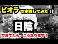 ◆【日陰で育てないでください！】実際に育てて見ました。