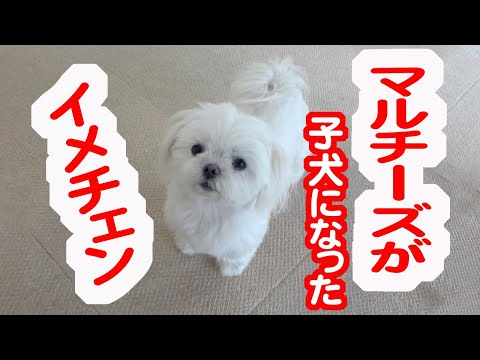 イメチェンして子犬のようになったマルチーズが可愛過ぎる。