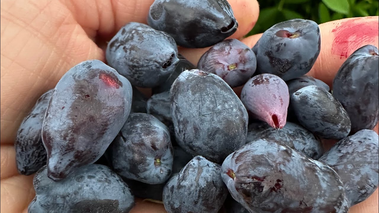 The New Blue Berry To Add to Your Garden!!! - YouTube