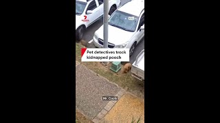 Dog Stolen On Vacation Found By Police Officer! #shorts