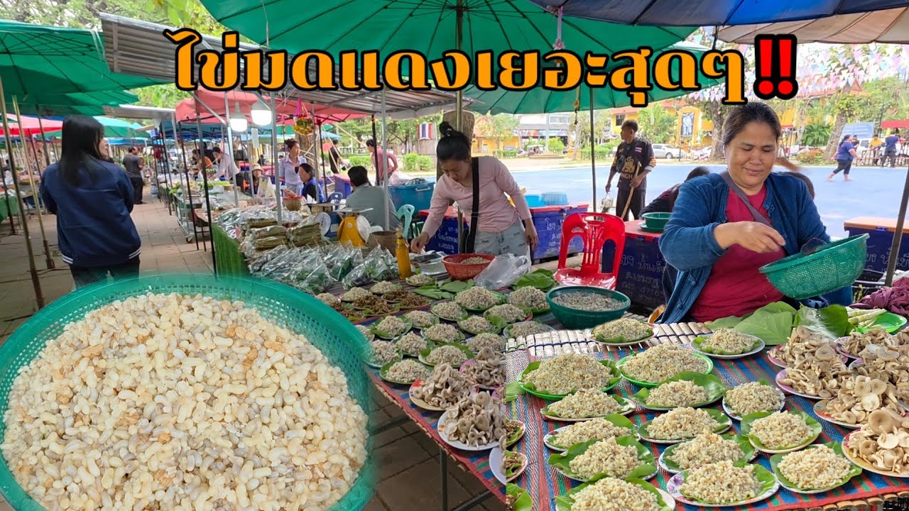 ตลาดเต็มไปด้วยไข่มดแดง สุดยอดอาหารตามฤดูกาล